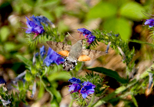 Hummingbird Hawk-Moth DM1245